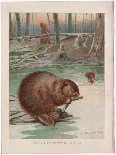 BEAVER